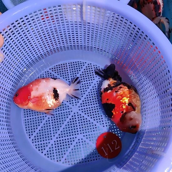 金鱼112兰寿两只特价顺丰包邮