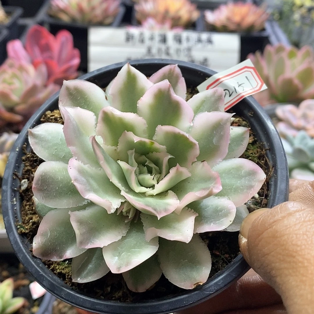 22151紫蝴蝶锦多肉植物
