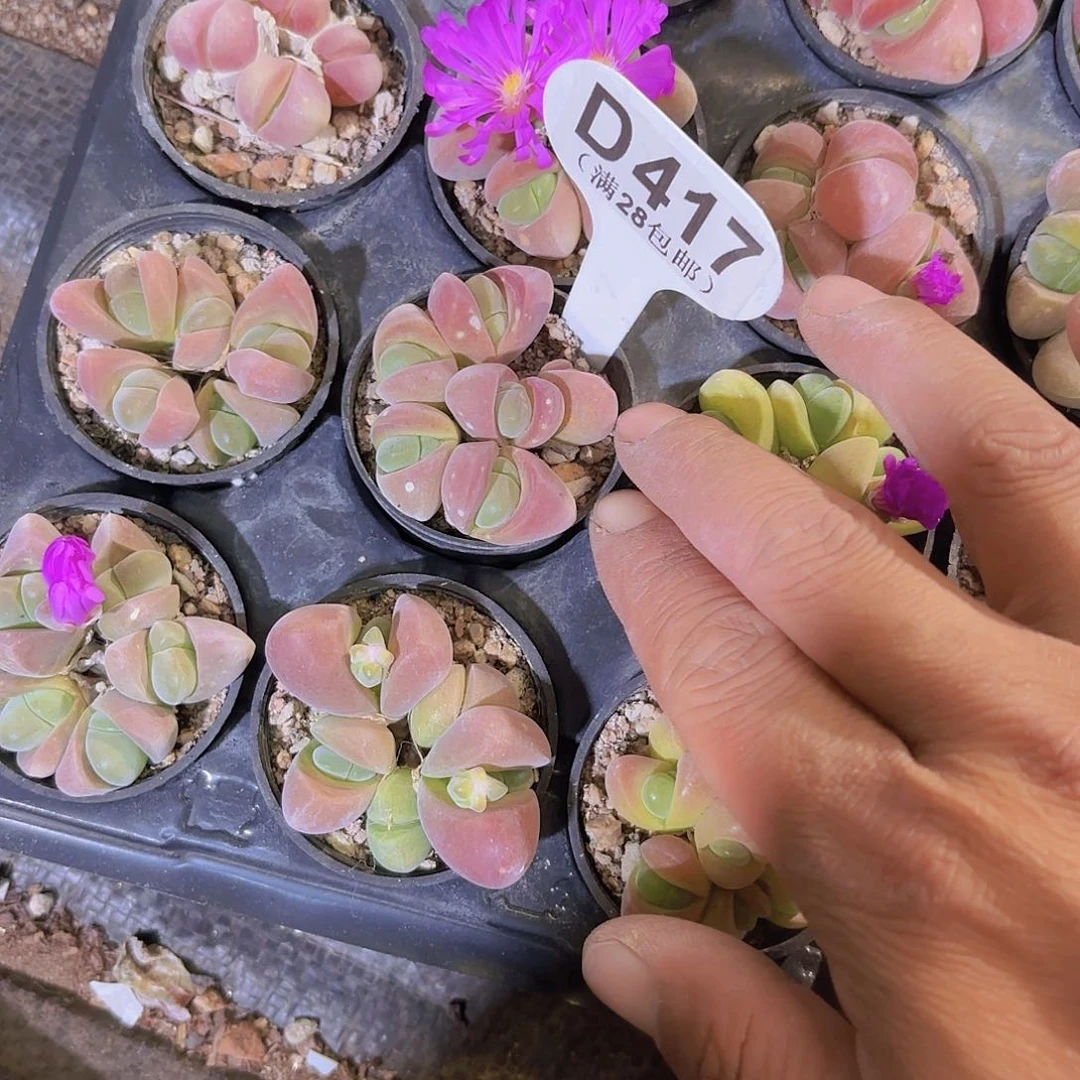 D417无比玉一物一拍