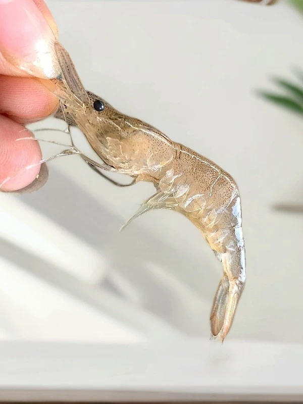 海白虾1斤220只左右 自然生长活虾急冻晃虾