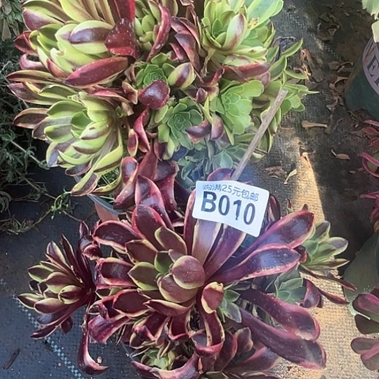 沙*两颗多肉法师植物