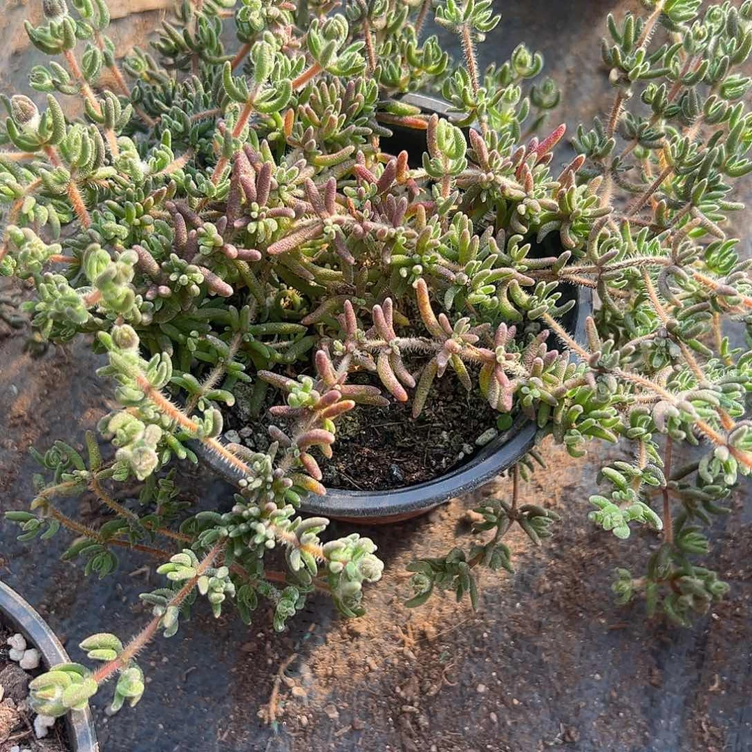 枝干狐尾大盆一个