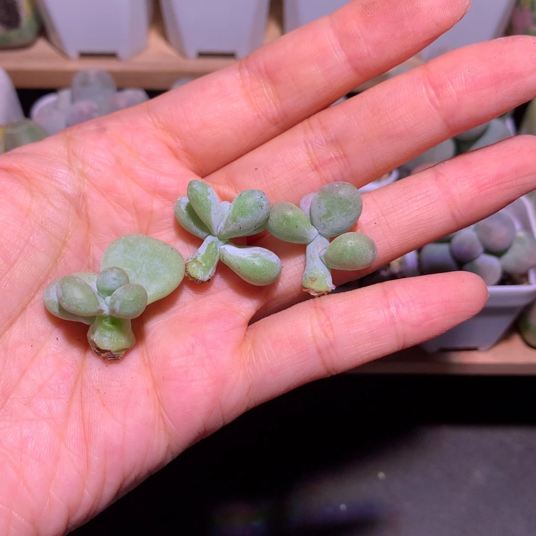 油煎奶酪多肉新砍头小宝