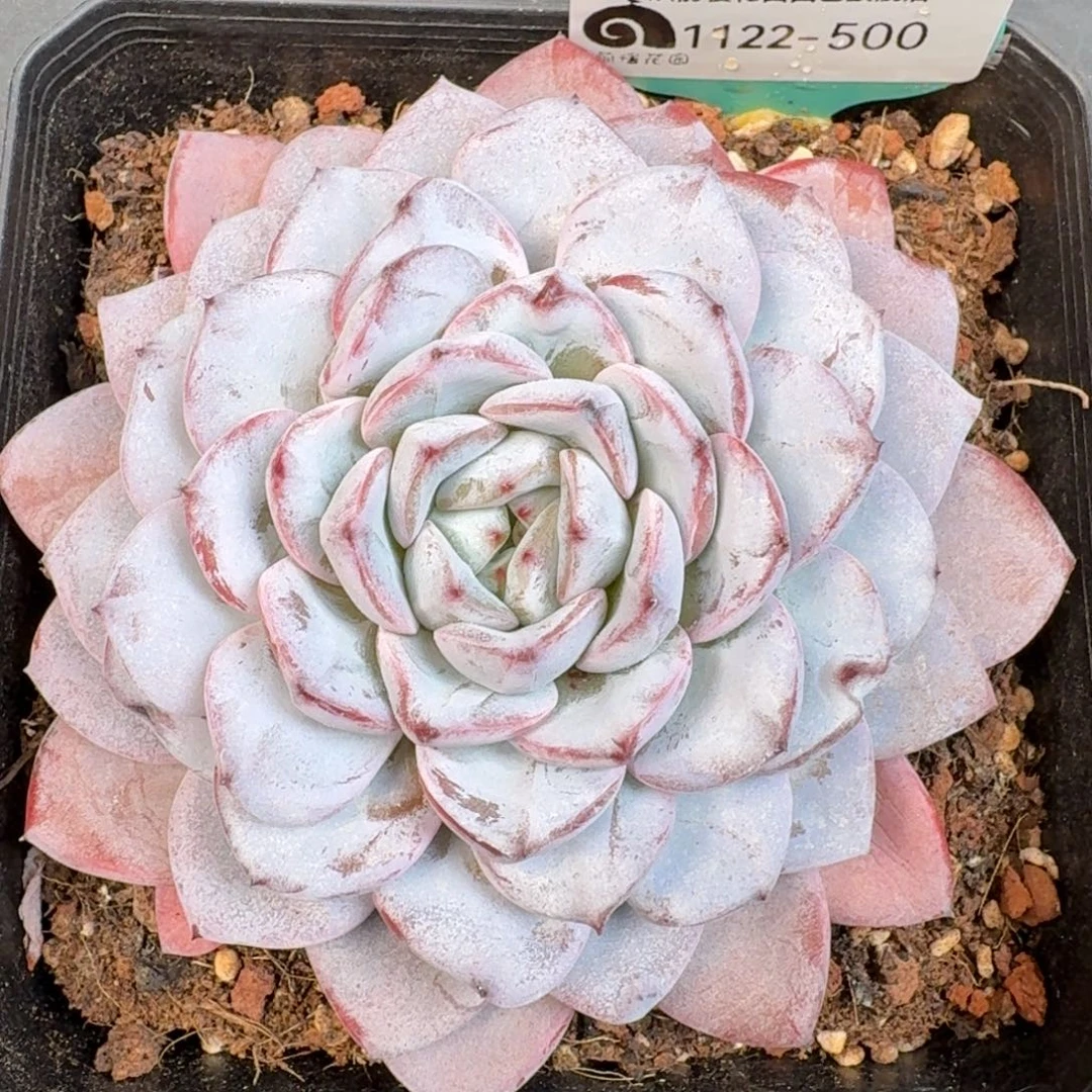 从前慢多肉精选编号1122.500
