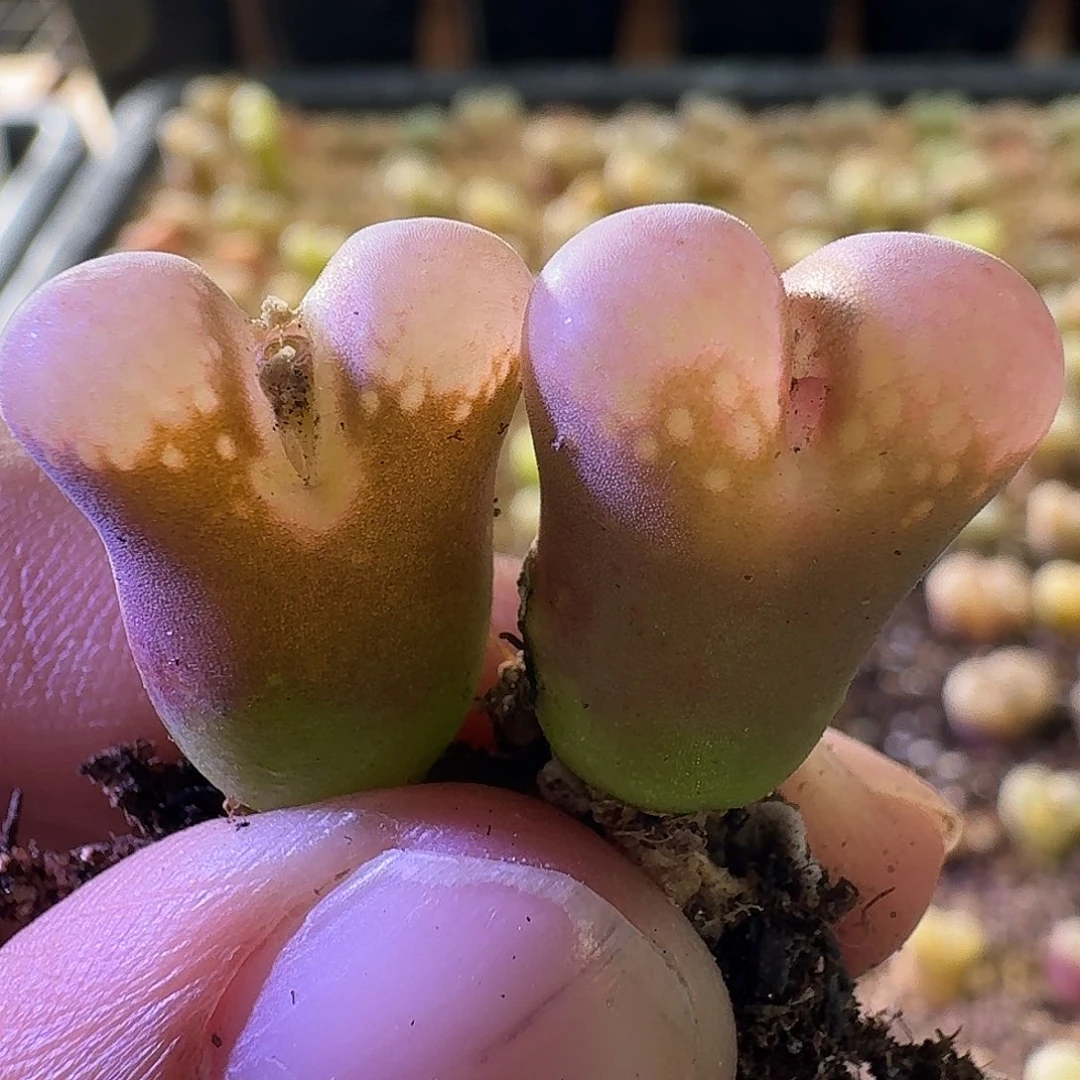 2507风铃玉2颗美美的