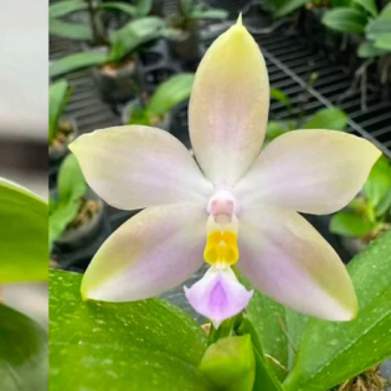 台湾原生蝴蝶兰实生1.7苗不带花，（仅是苗）基地直发