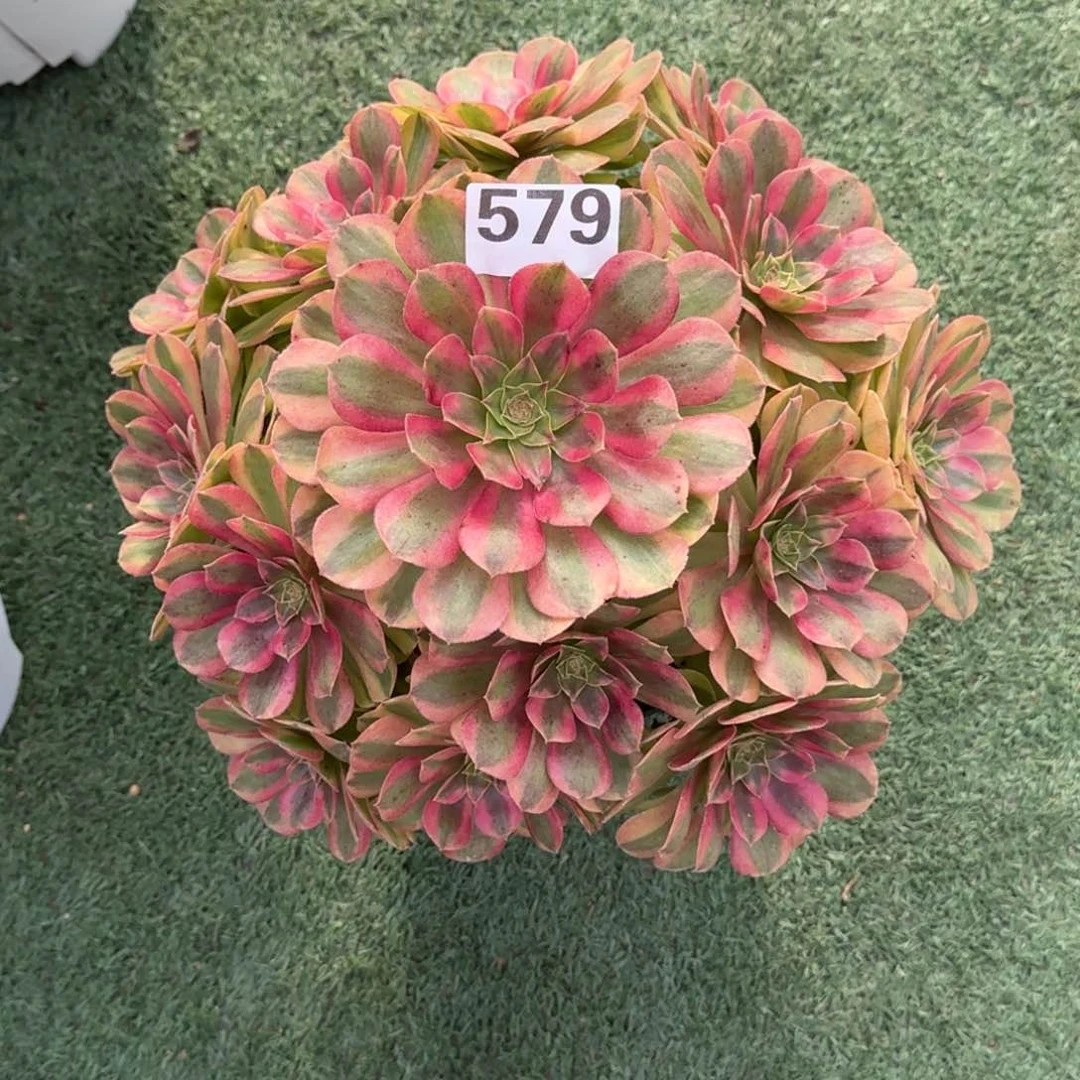 579！雨菏法师多肉植物