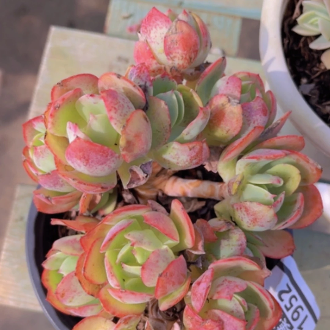 【闪购商品】克莉丝汀1952