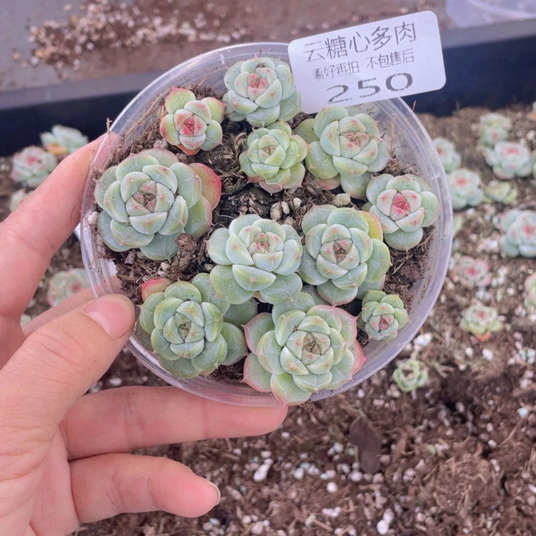 云糖心多肉植物250