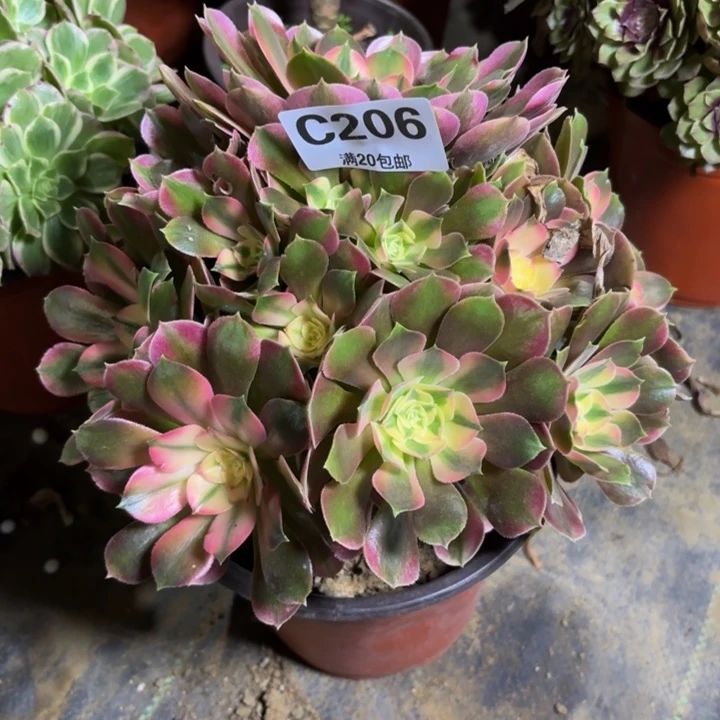 瑞妈，，。。。。。。206。香妃，