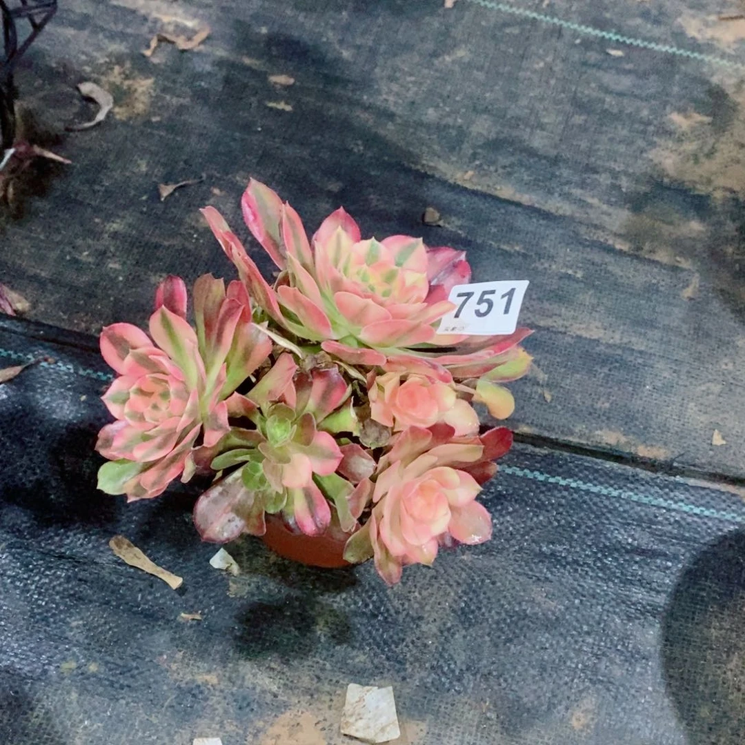 逆*者红袖751多肉1111