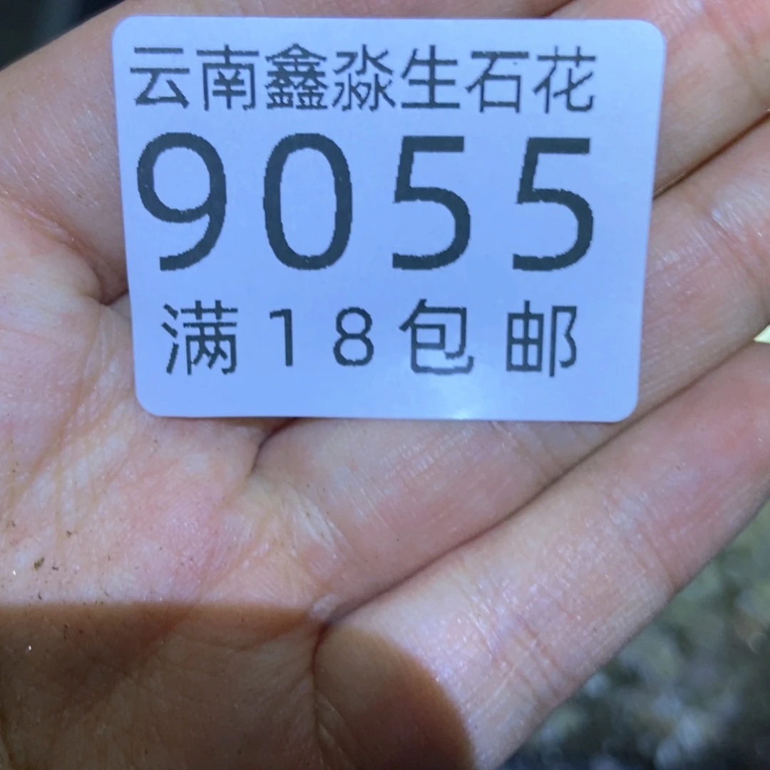 9055特价彩色大牙1盘个头小带盆土