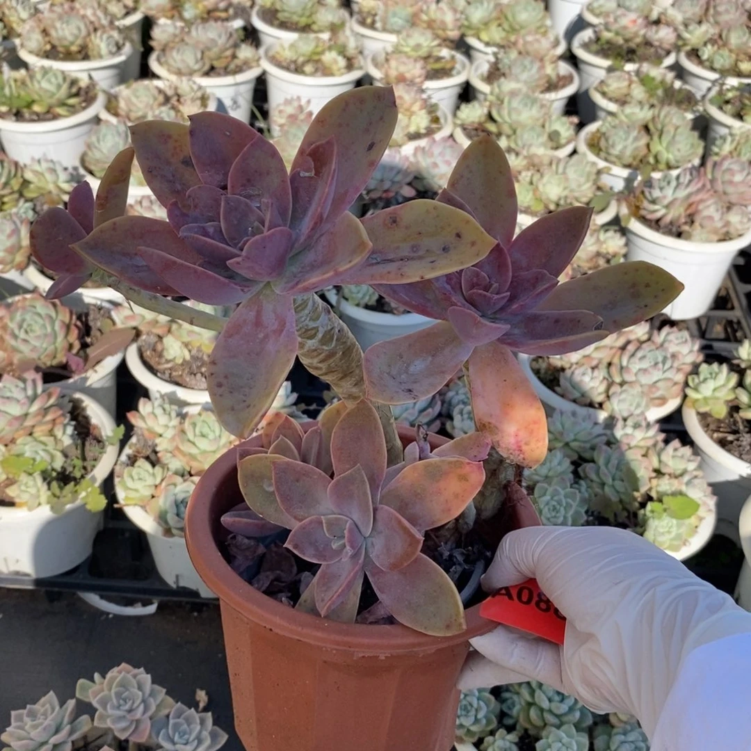 088太妃糖一物一拍