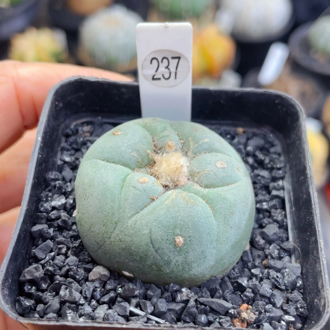 盆5公分满25包邮裸根发货