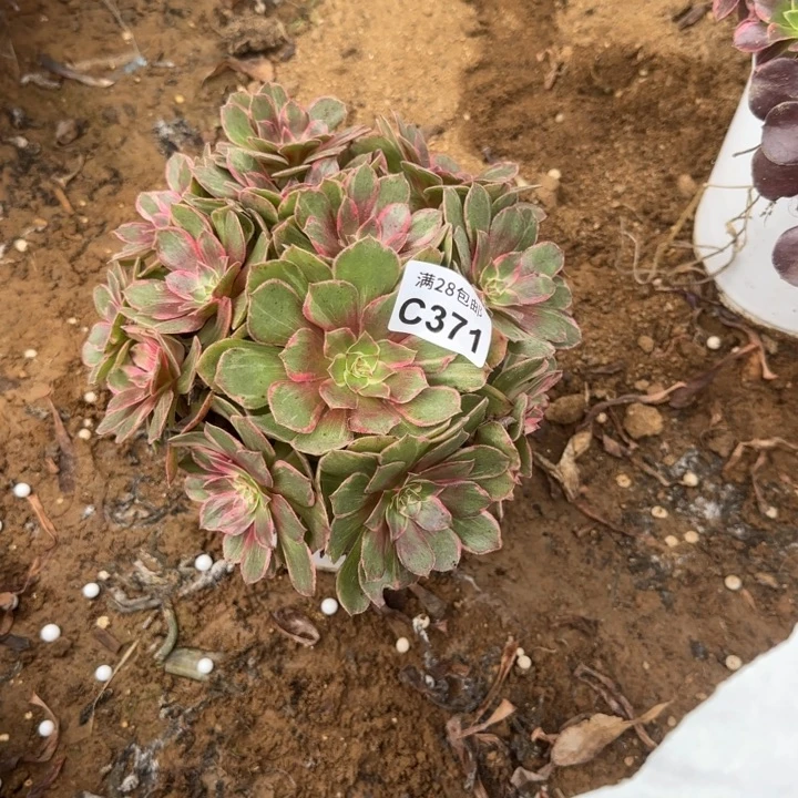 371 多肉植物不包断枝