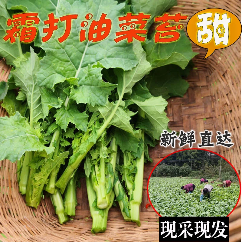 四川特产霜打油菜苔时令蔬菜新鲜青菜苔清甜可口农家自种现摘现发