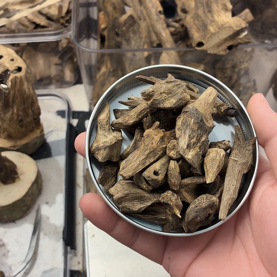 大树丁53克包邮到家