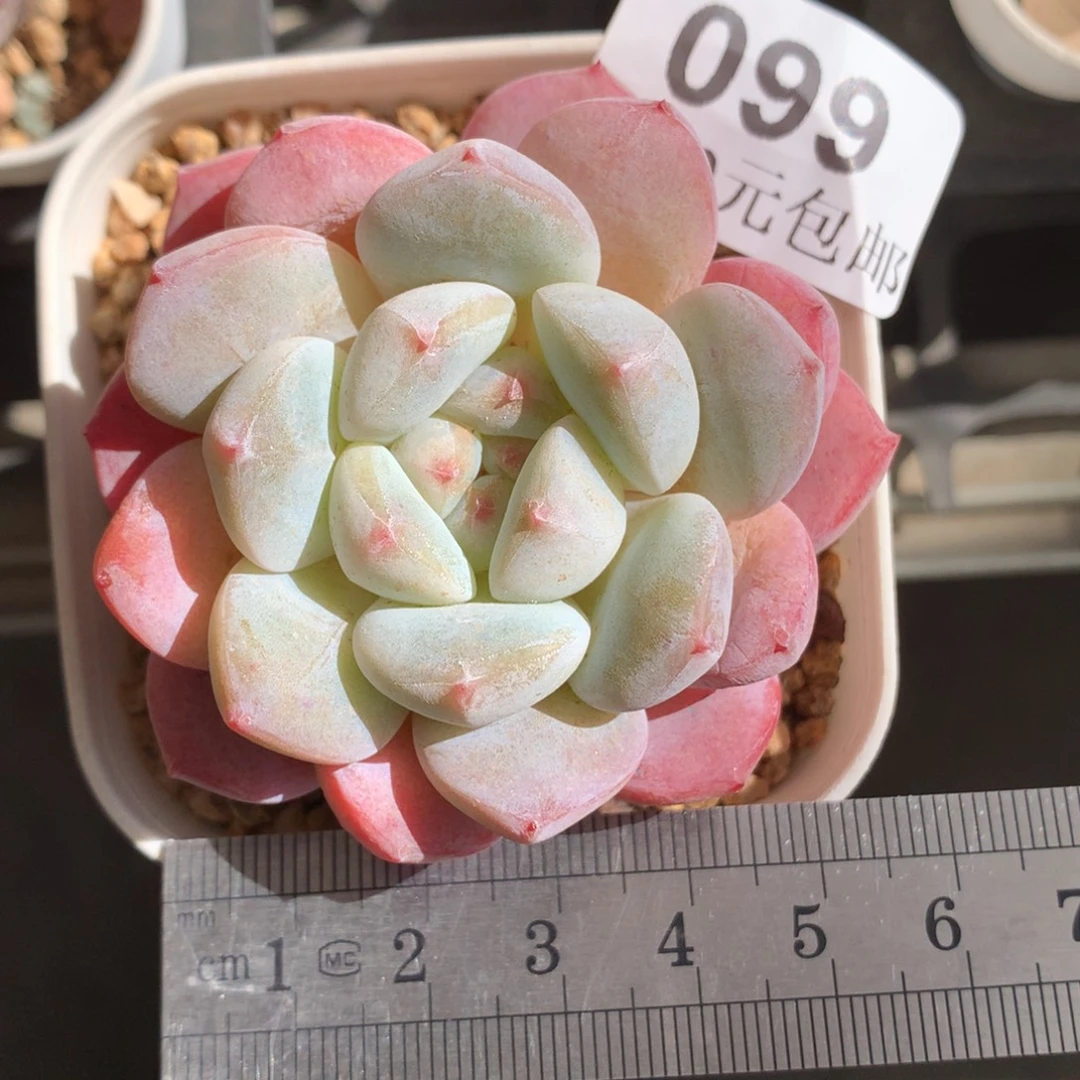 99。厚梦。冰玉杂单头。