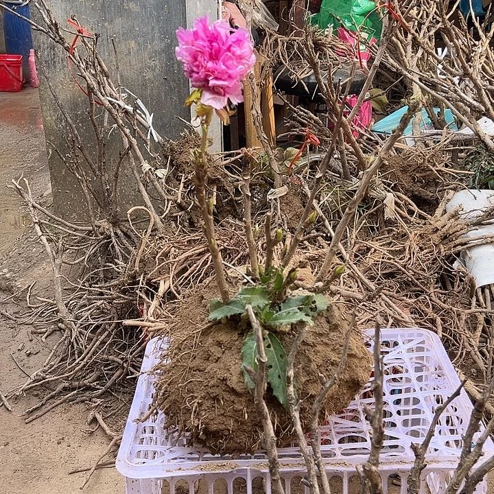 王***义完全开放紫罗兰带花苞