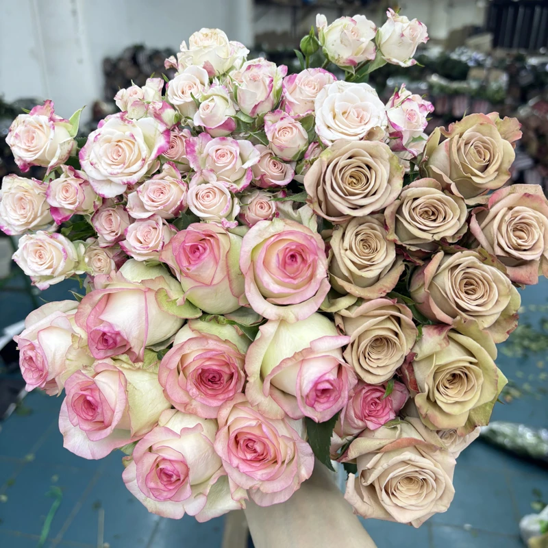 【玫瑰组合】单头玫瑰新鲜鲜花花束云南鲜花基地直发适合客厅装饰