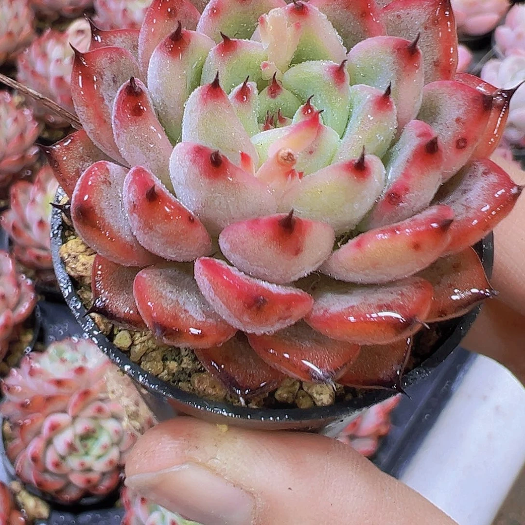 星光珍妮19包邮多肉