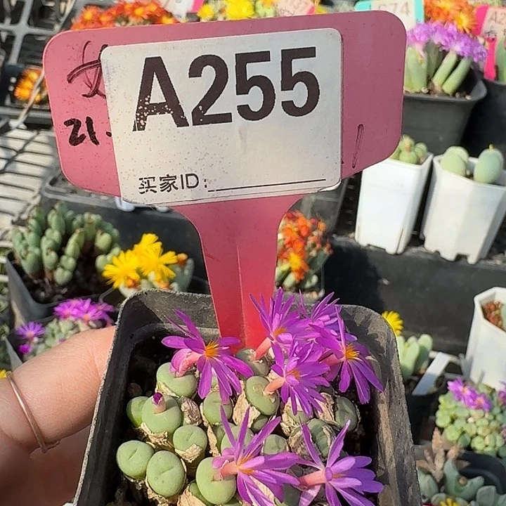 255斤斤计较斤斤计较了