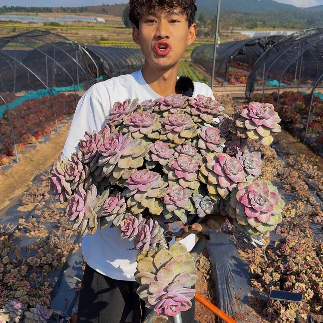 紫乐啦啦啦啦啦啦啦啦啦啦