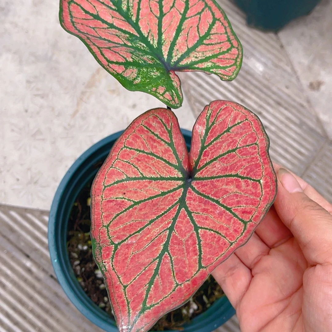 完全开放泰彩一物一拍3845