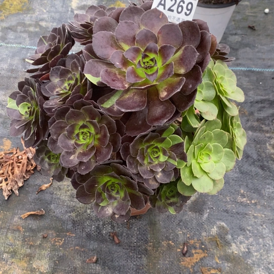 269花花福利妖桩小
