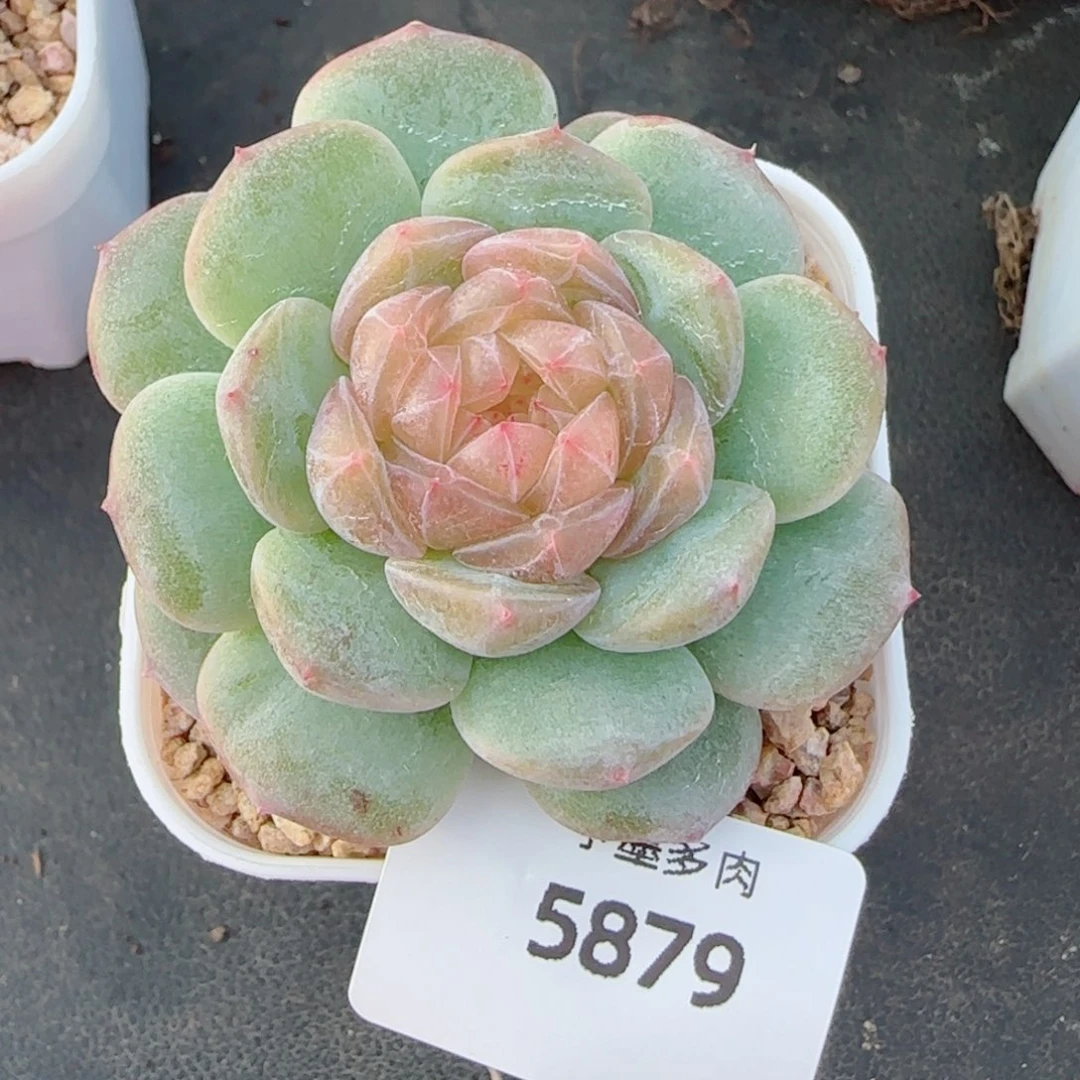珍珠糖，5879多肉植物