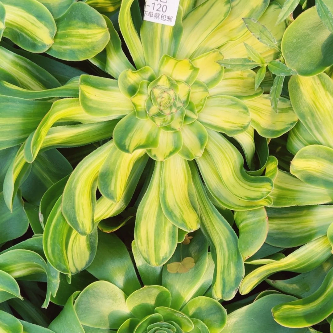 暴君多肉植物120