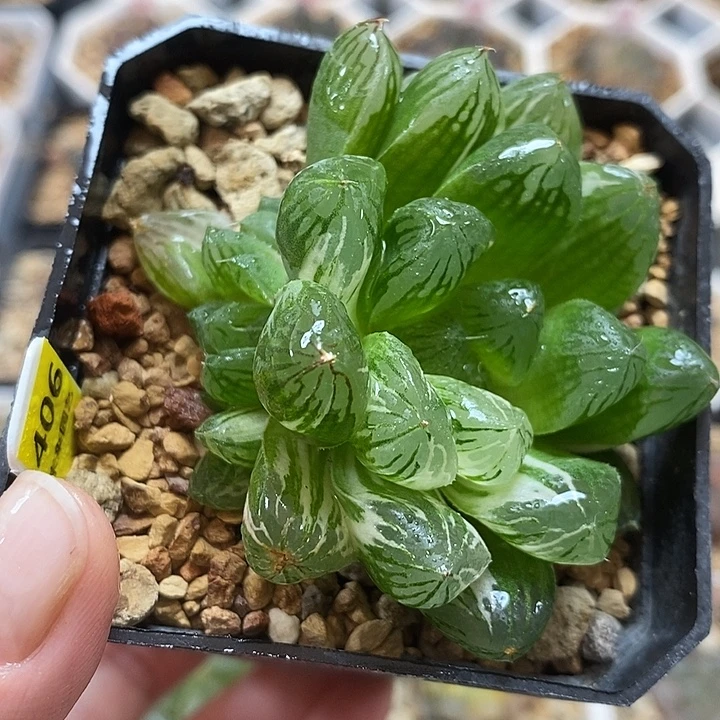 406苏锦玉露锦一物一拍