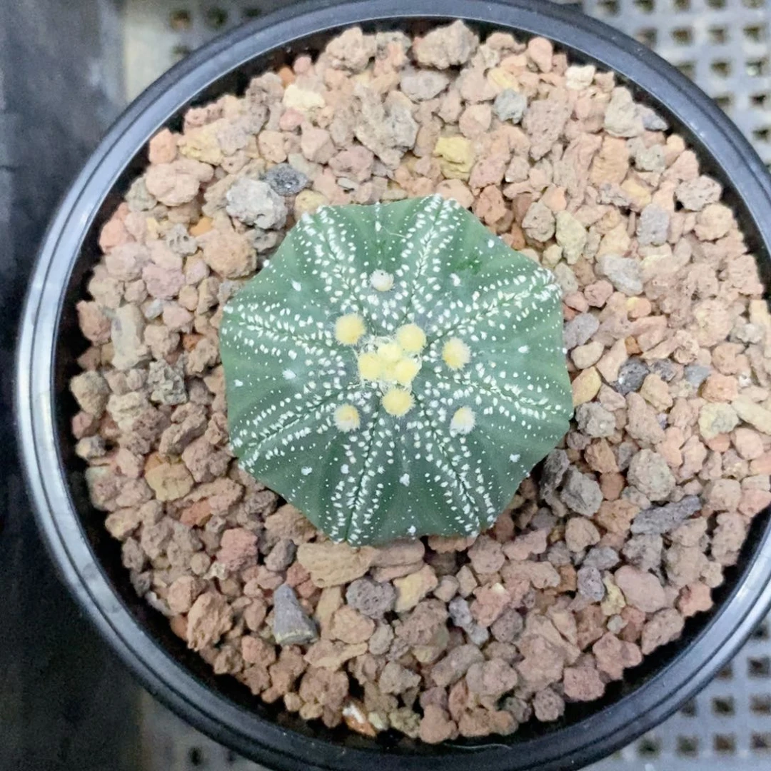 仙人球的世界里有