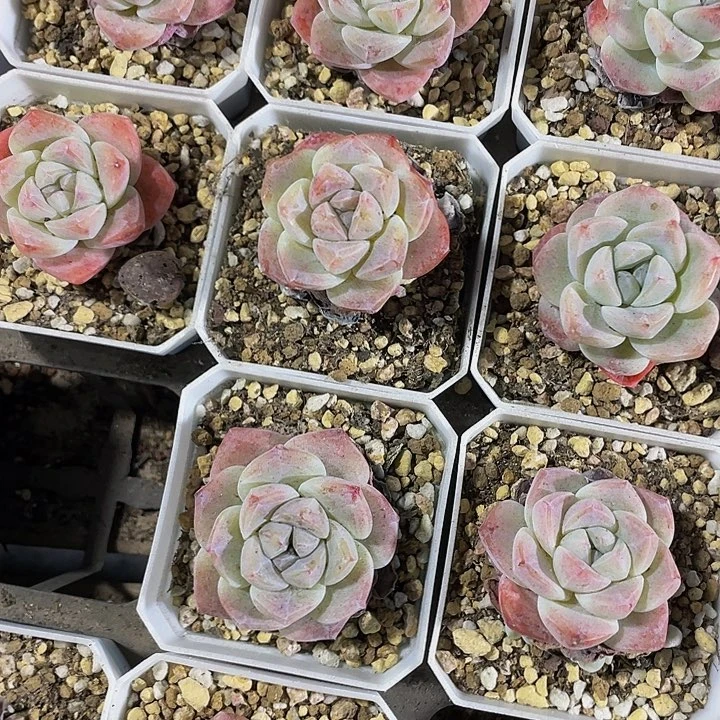 7方大冰玉带盆土发