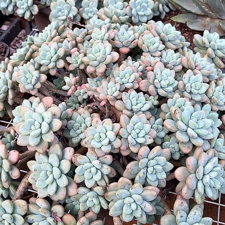 D365- 直播福利 香水洛神