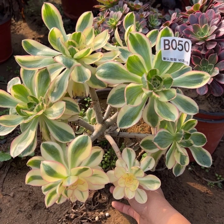 艳资仅多肉植物050.