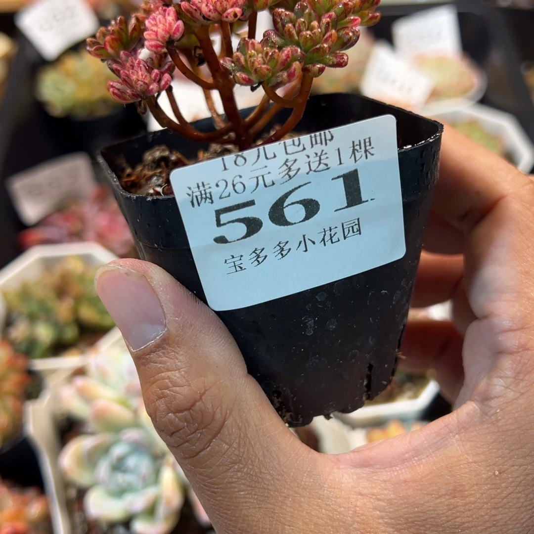 小人姬锦多肉一物一拍满18元包邮