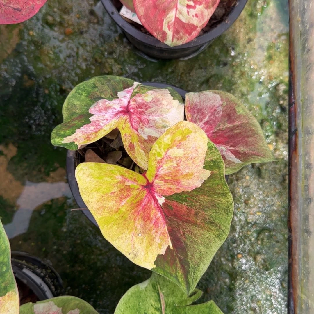 19-0917泰国发货月亮光辉