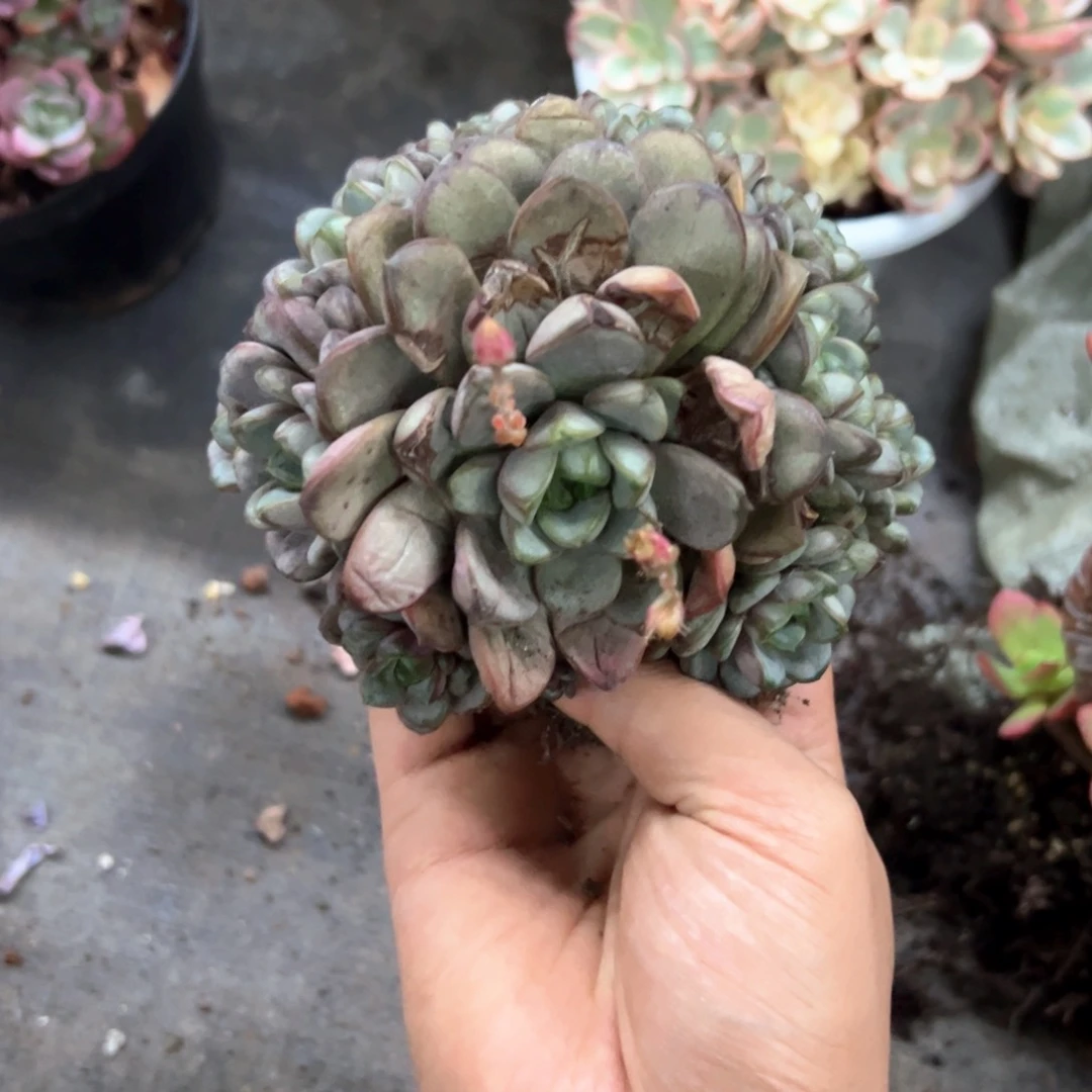 葡萄有伤18 零零多肉植物