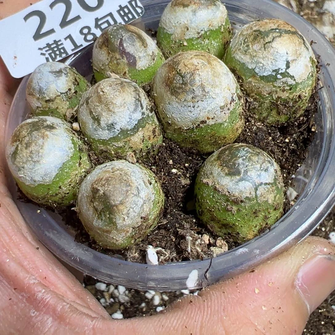 【闪购商品】 220。