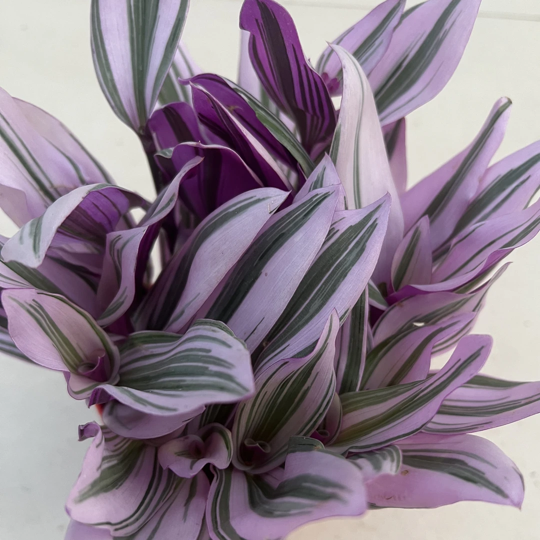 油画婚礼吊兰盆栽易爆盆好养活室内办公观叶植物