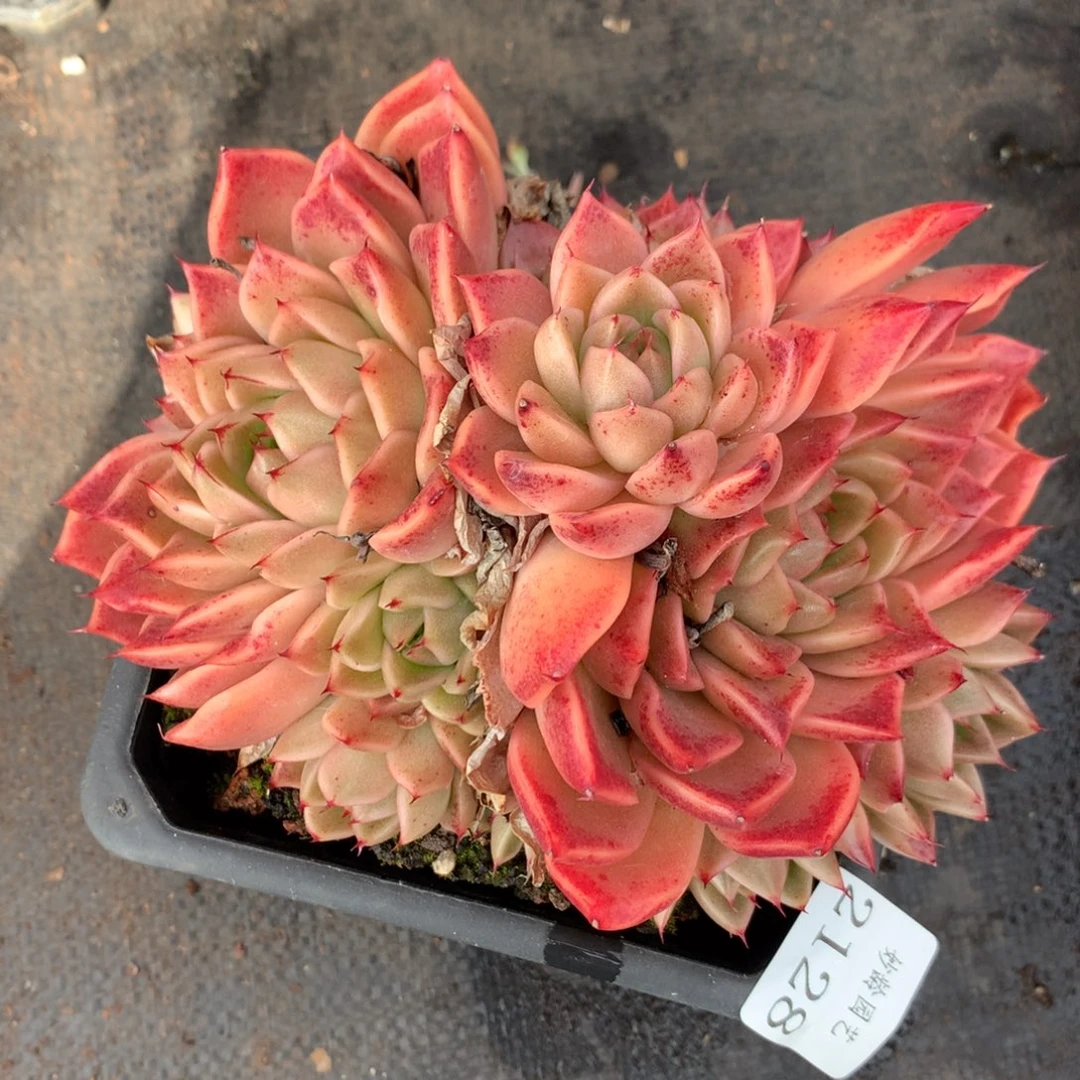 2128 杂交精品基地15厘米