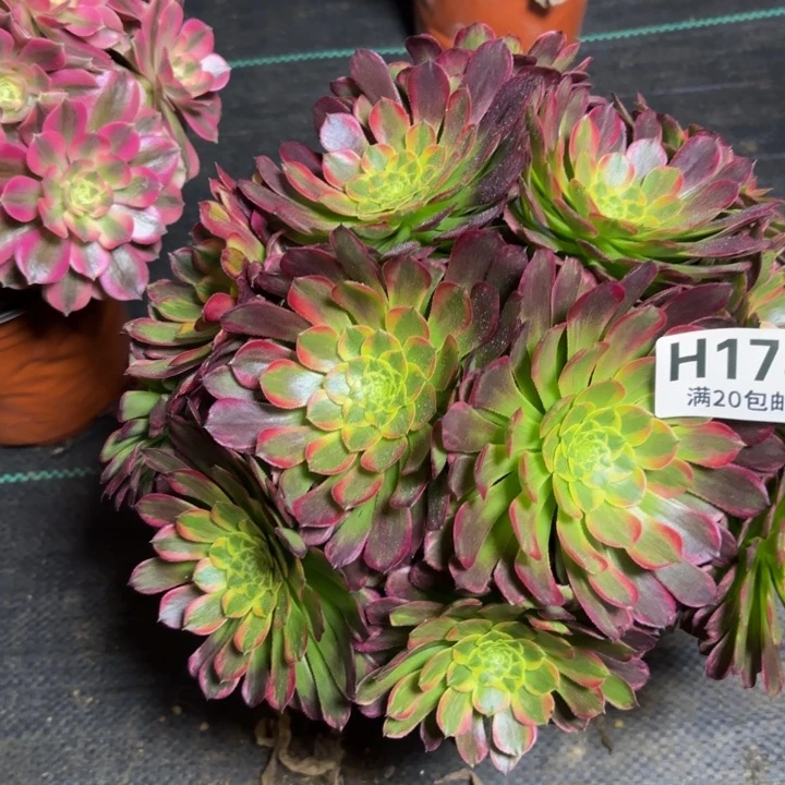 瑞妈多肉植物178