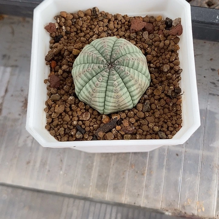 实生超白，一物一拍，带盆