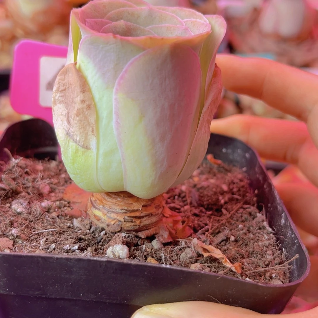 441山地玫瑰紫色