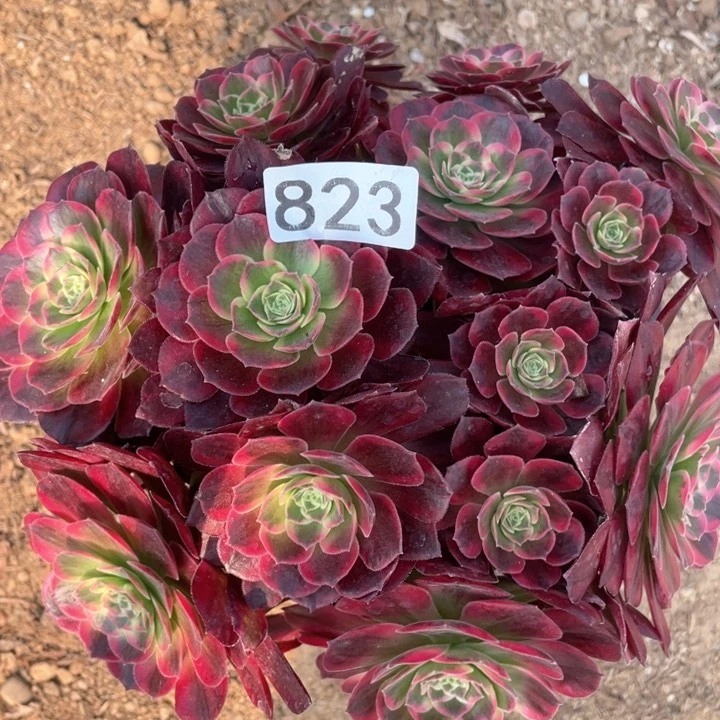 823多肉植物安娜