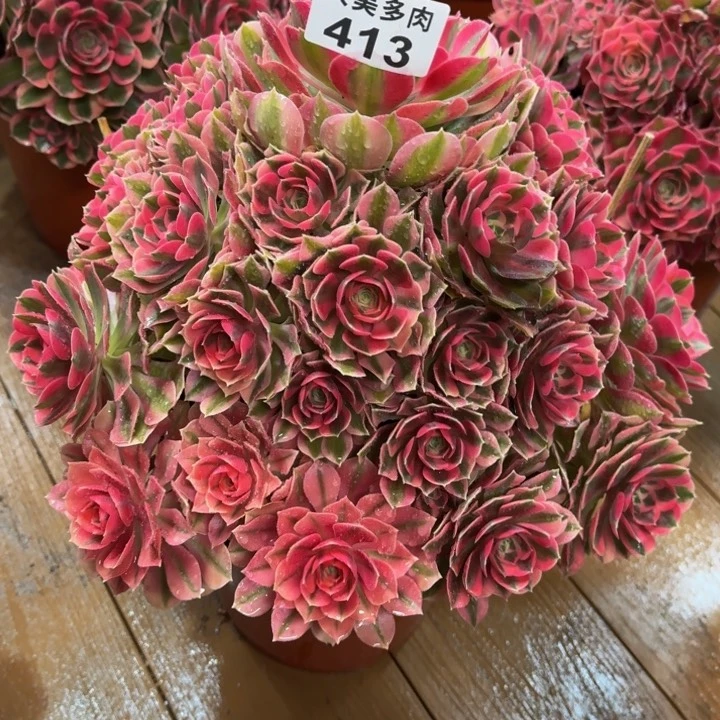 秋**爽粉女巫捧花413肉肉