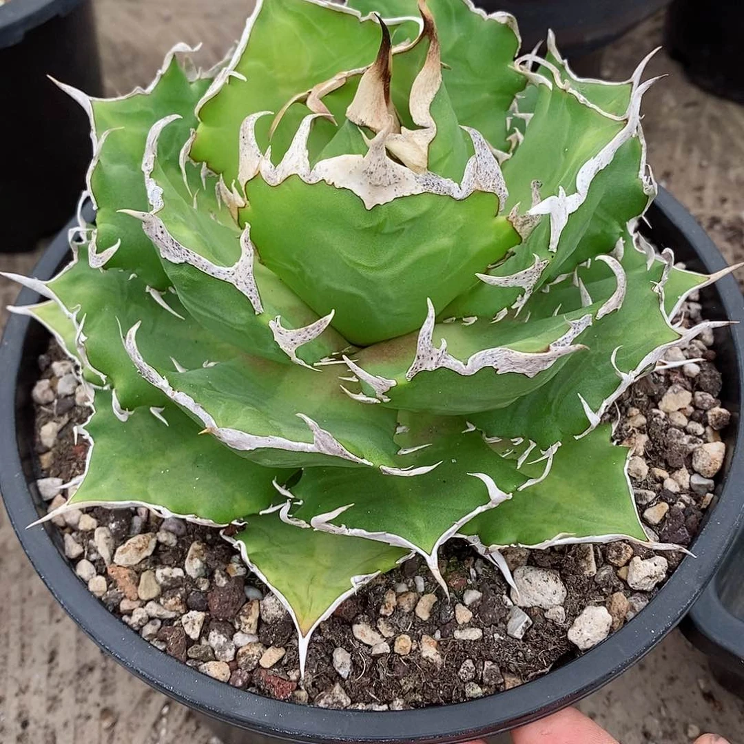 多肉植物龙蛇兰植物