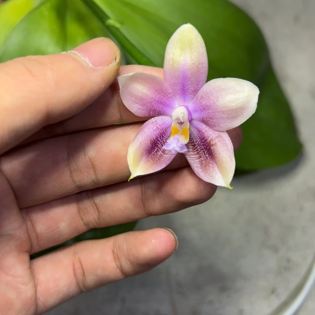 完全开放l875瑕疵小行星