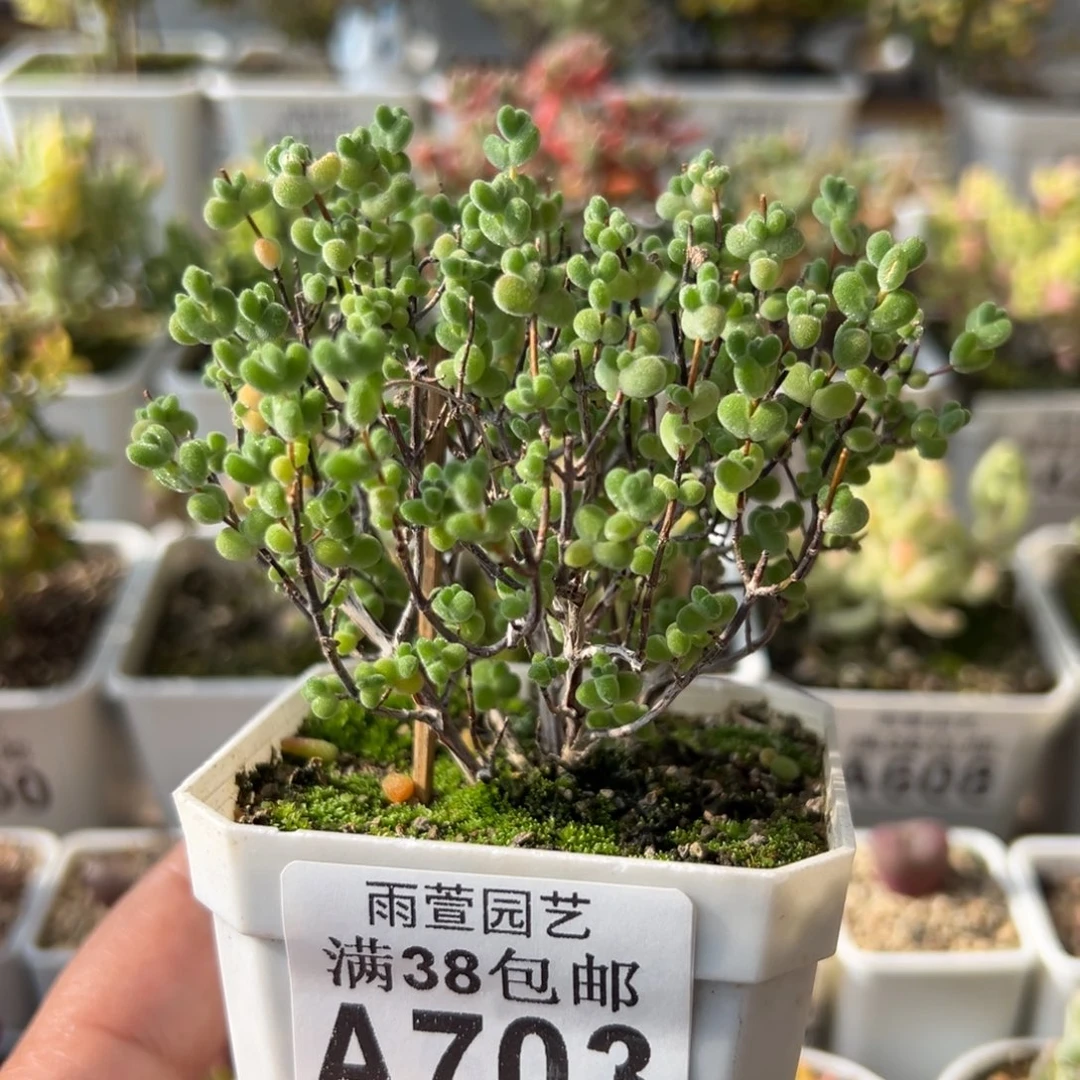 28-703枝干番杏多肉莱斯小树型七方盆一物一拍